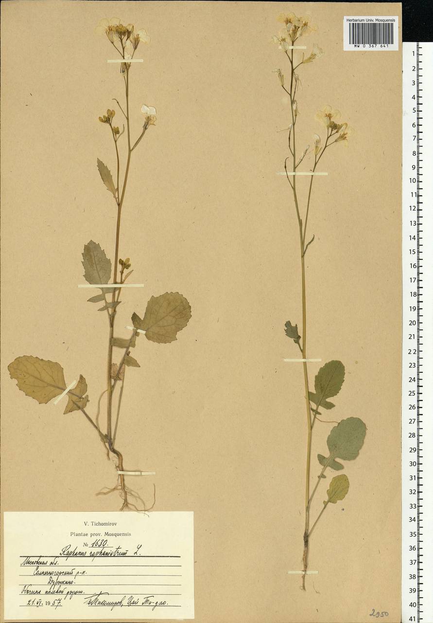 Raphanus raphanistrum L., Eastern Europe, Moscow region (E4a) (Russia)