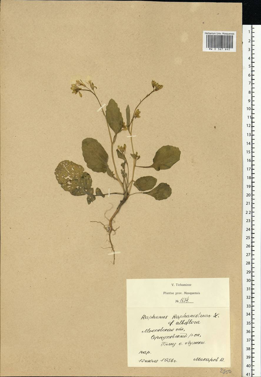 Raphanus raphanistrum L., Eastern Europe, Moscow region (E4a) (Russia)