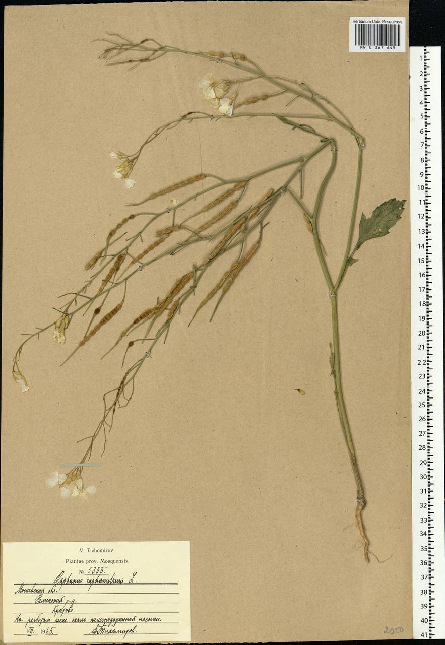 Raphanus raphanistrum L., Eastern Europe, Moscow region (E4a) (Russia)