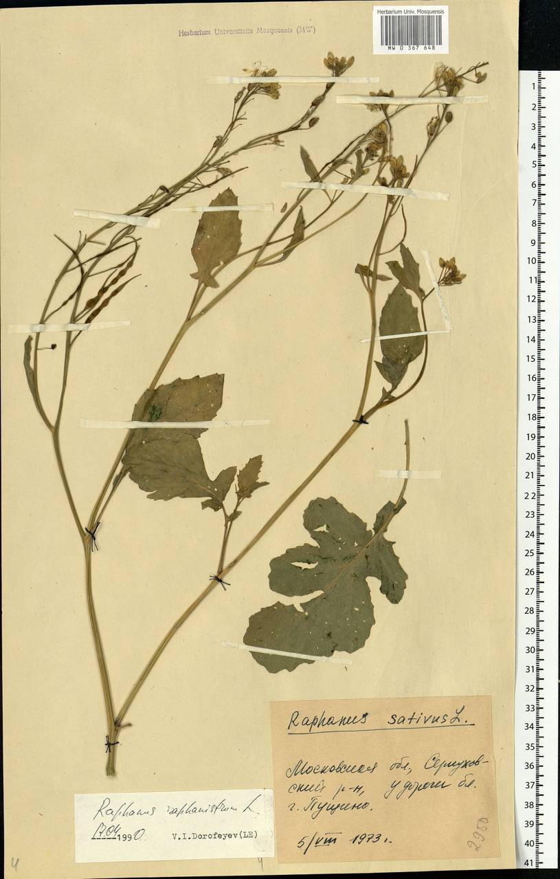 Raphanus raphanistrum L., Eastern Europe, Moscow region (E4a) (Russia)