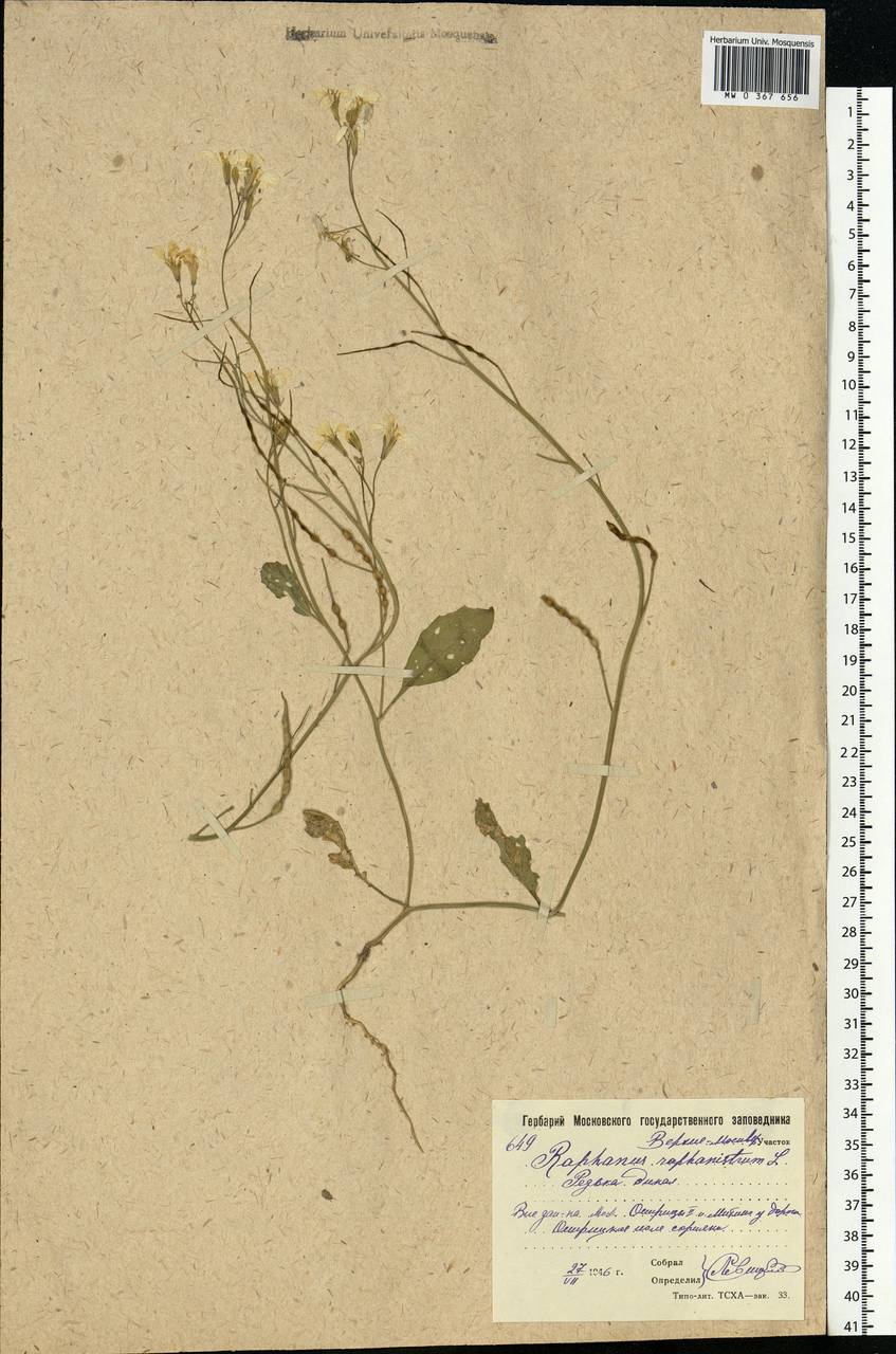 Raphanus raphanistrum L., Eastern Europe, Moscow region (E4a) (Russia)