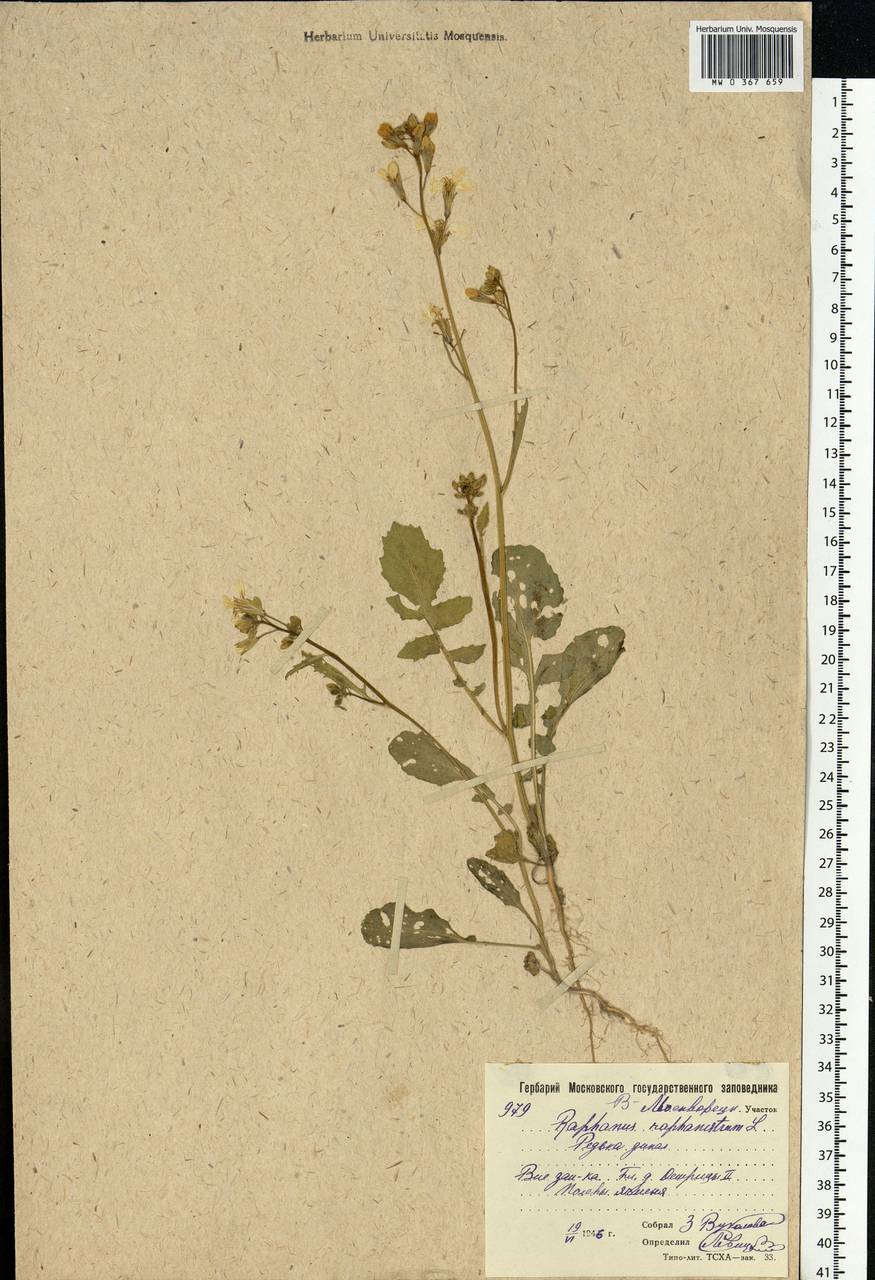 Raphanus raphanistrum L., Eastern Europe, Moscow region (E4a) (Russia)