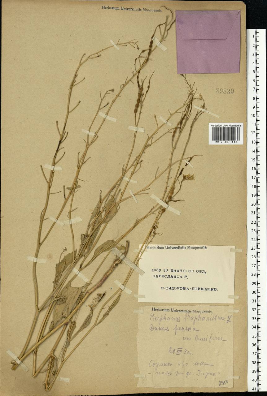 Raphanus raphanistrum L., Eastern Europe, Central forest region (E5) (Russia)