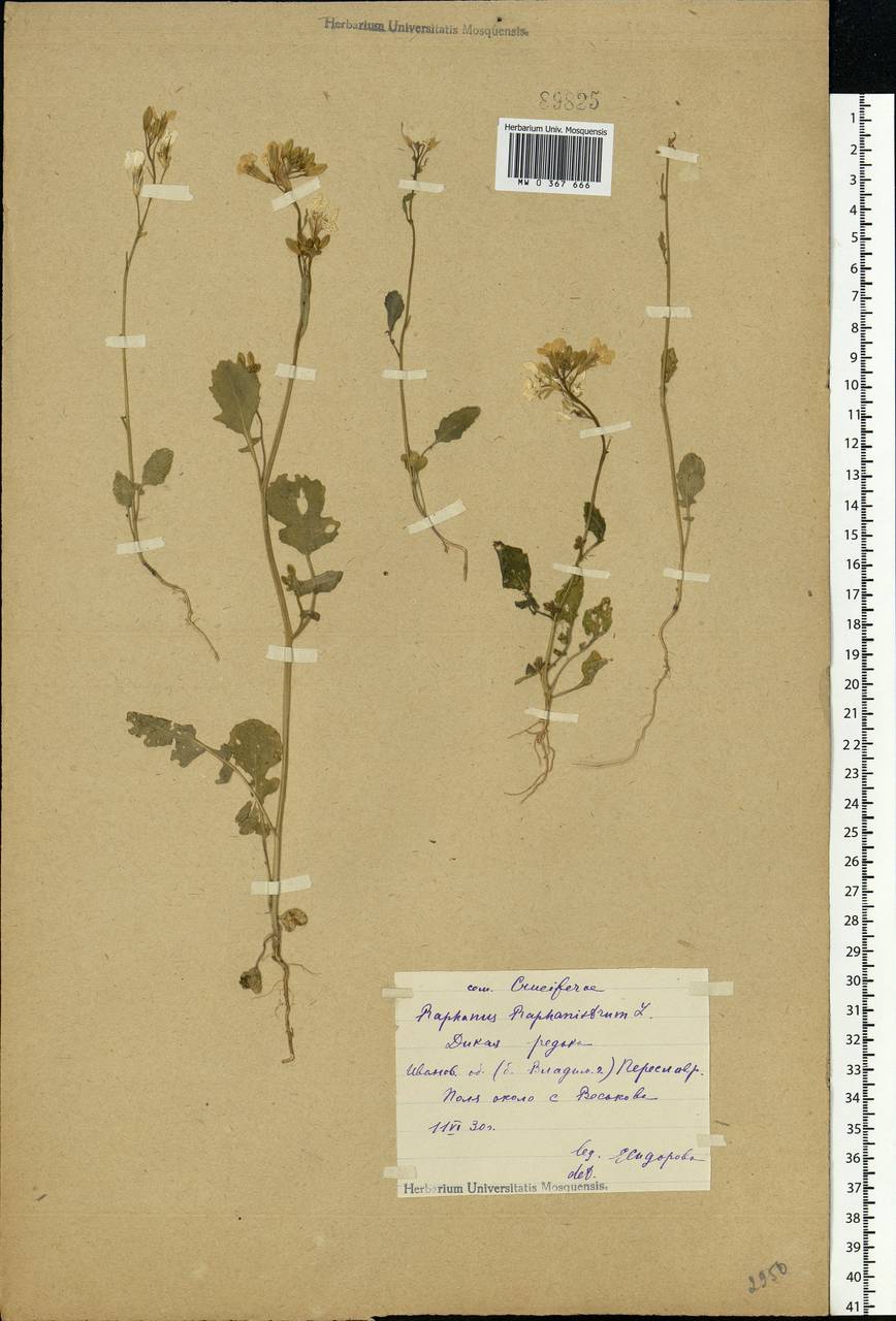 Raphanus raphanistrum L., Eastern Europe, Central forest region (E5) (Russia)
