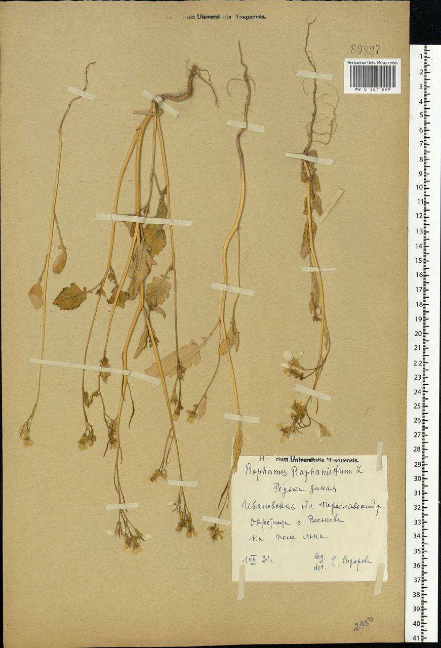 Raphanus raphanistrum L., Eastern Europe, Central forest region (E5) (Russia)