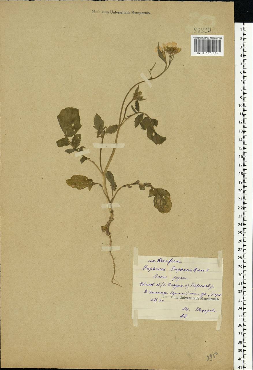 Raphanus raphanistrum L., Eastern Europe, Central forest region (E5) (Russia)