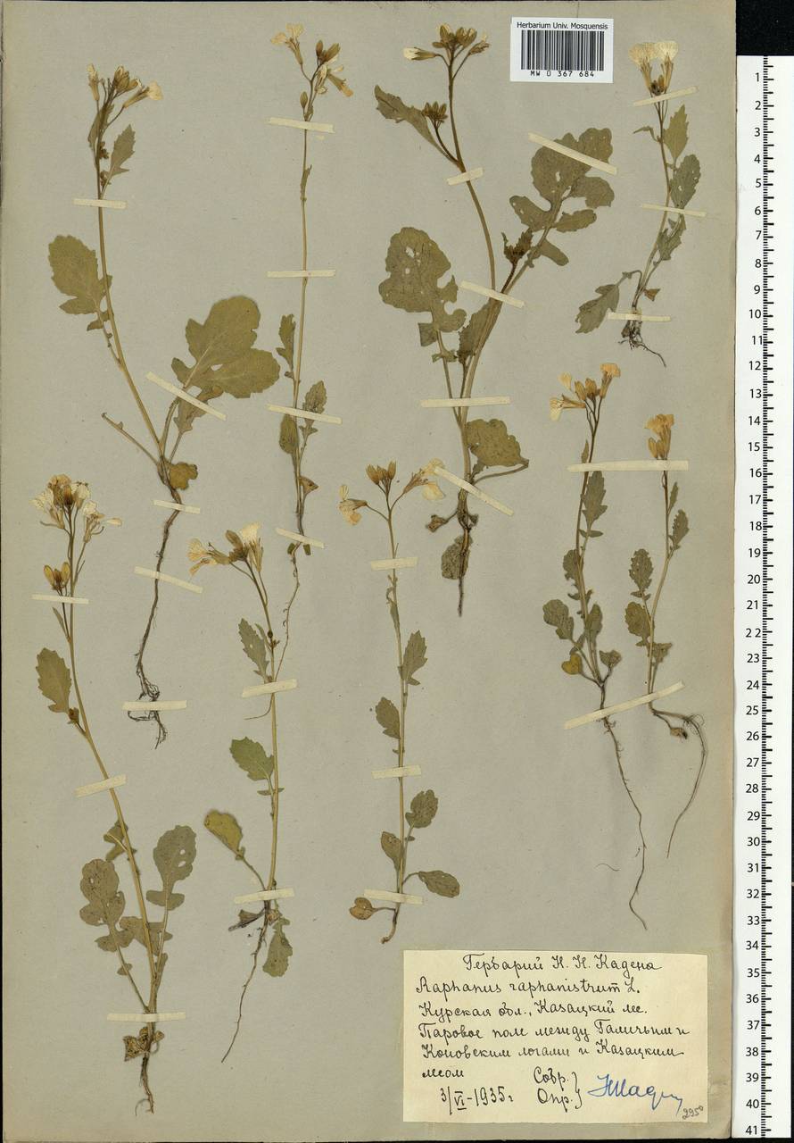 Raphanus raphanistrum L., Eastern Europe, Central forest-and-steppe region (E6) (Russia)