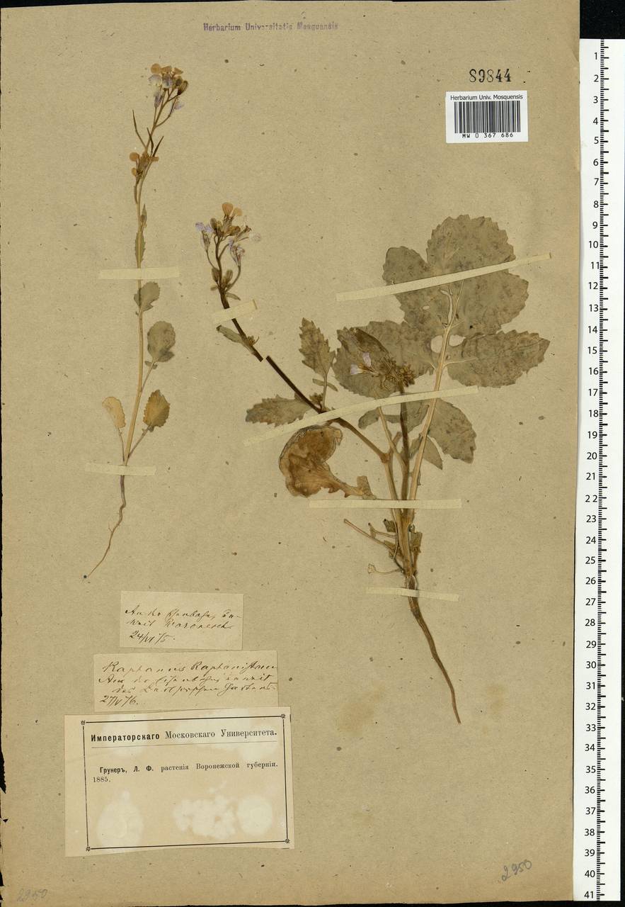 Raphanus raphanistrum L., Eastern Europe, Central forest-and-steppe region (E6) (Russia)