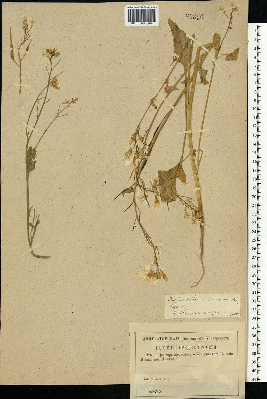 Raphanus raphanistrum L., Eastern Europe, Central forest-and-steppe region (E6) (Russia)