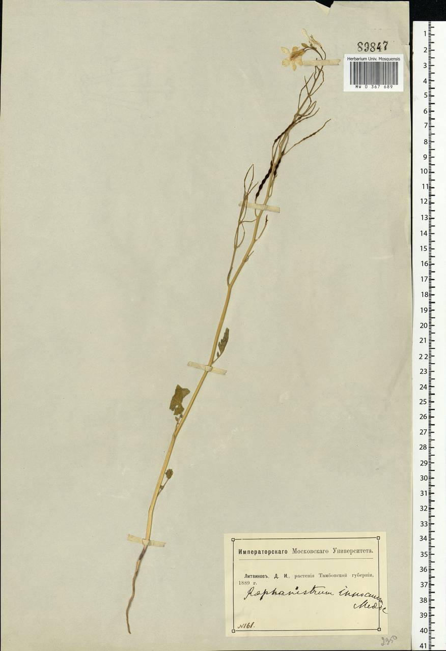 Raphanus raphanistrum L., Eastern Europe, Central forest-and-steppe region (E6) (Russia)