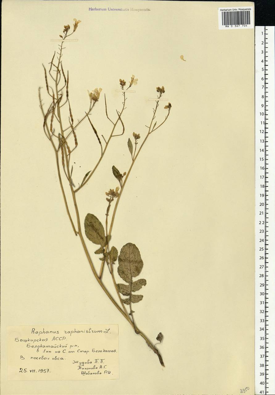 Raphanus raphanistrum L., Eastern Europe, Eastern region (E10) (Russia)