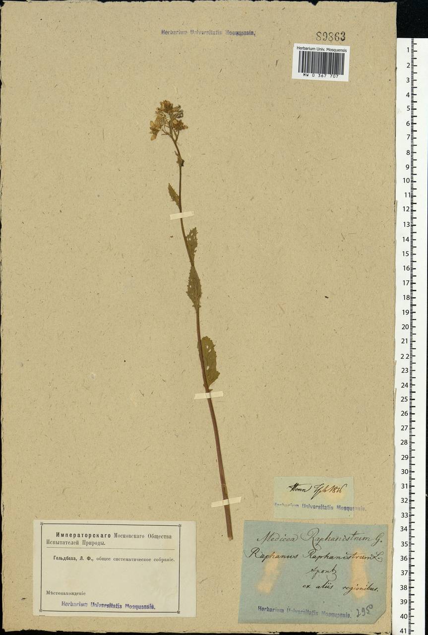 Raphanus raphanistrum L., Eastern Europe, Rostov Oblast (E12a) (Russia)
