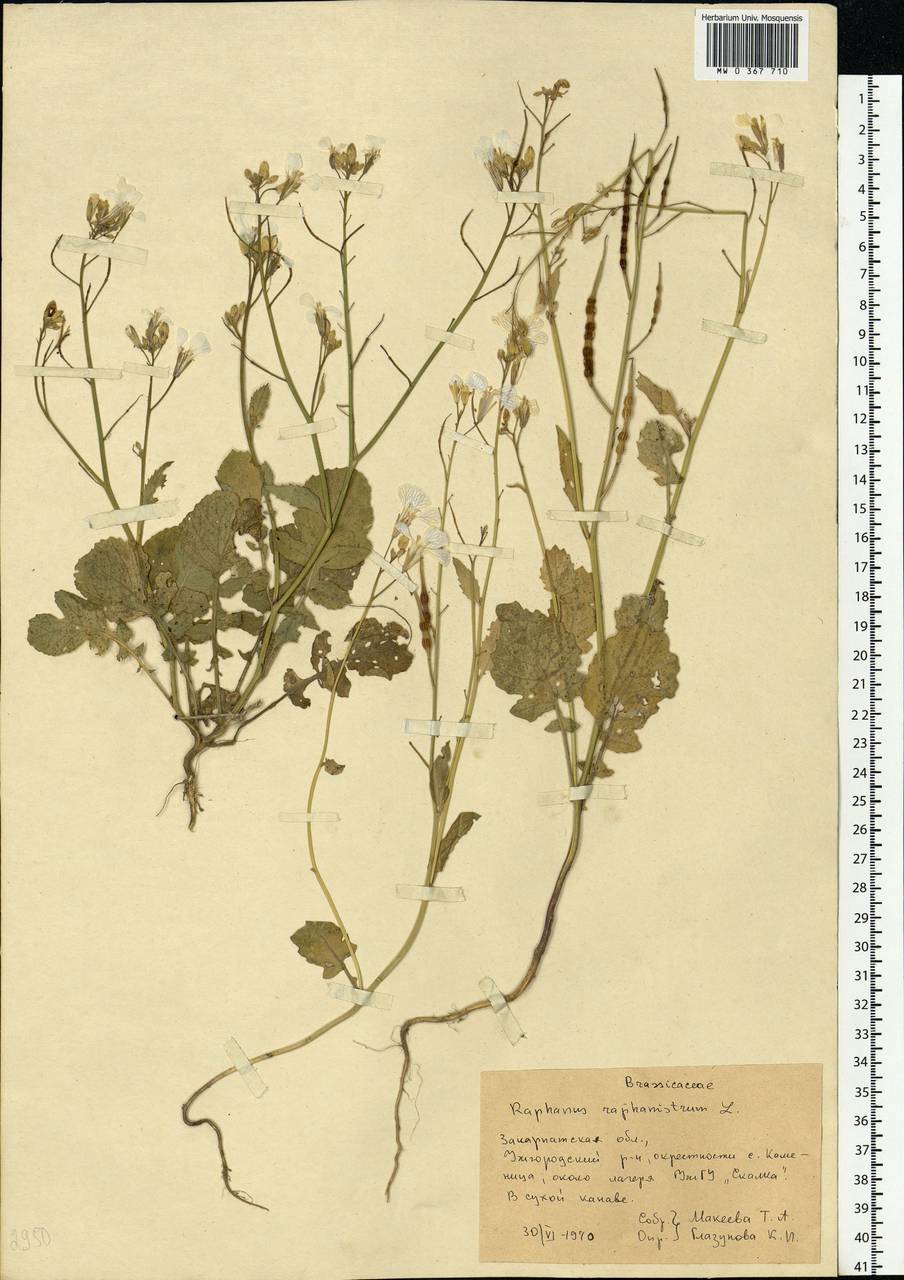 Raphanus raphanistrum L., Eastern Europe, West Ukrainian region (E13) (Ukraine)