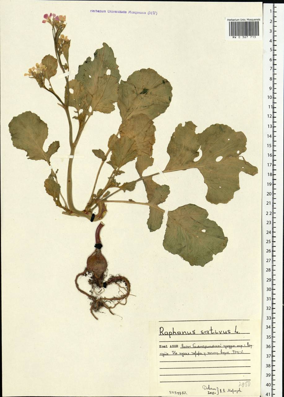 Raphanus sativus L., Eastern Europe, Northern region (E1) (Russia)