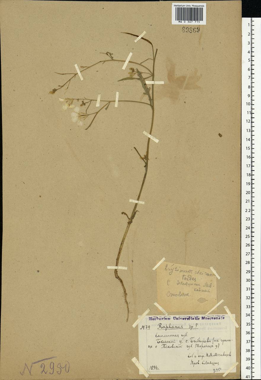 Raphanus sativus L., Eastern Europe, North-Western region (E2) (Russia)