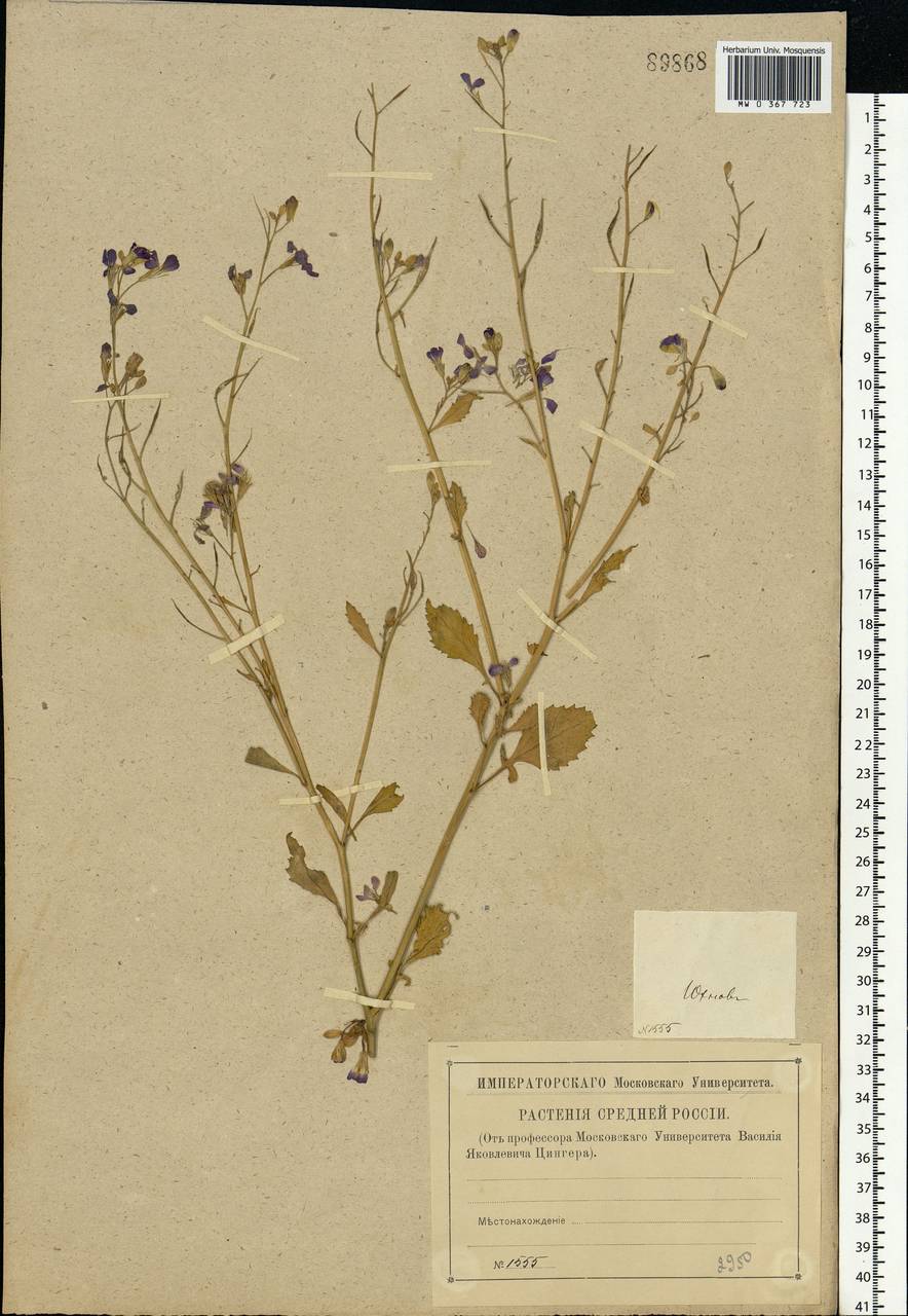 Raphanus sativus L., Eastern Europe, Central region (E4) (Russia)
