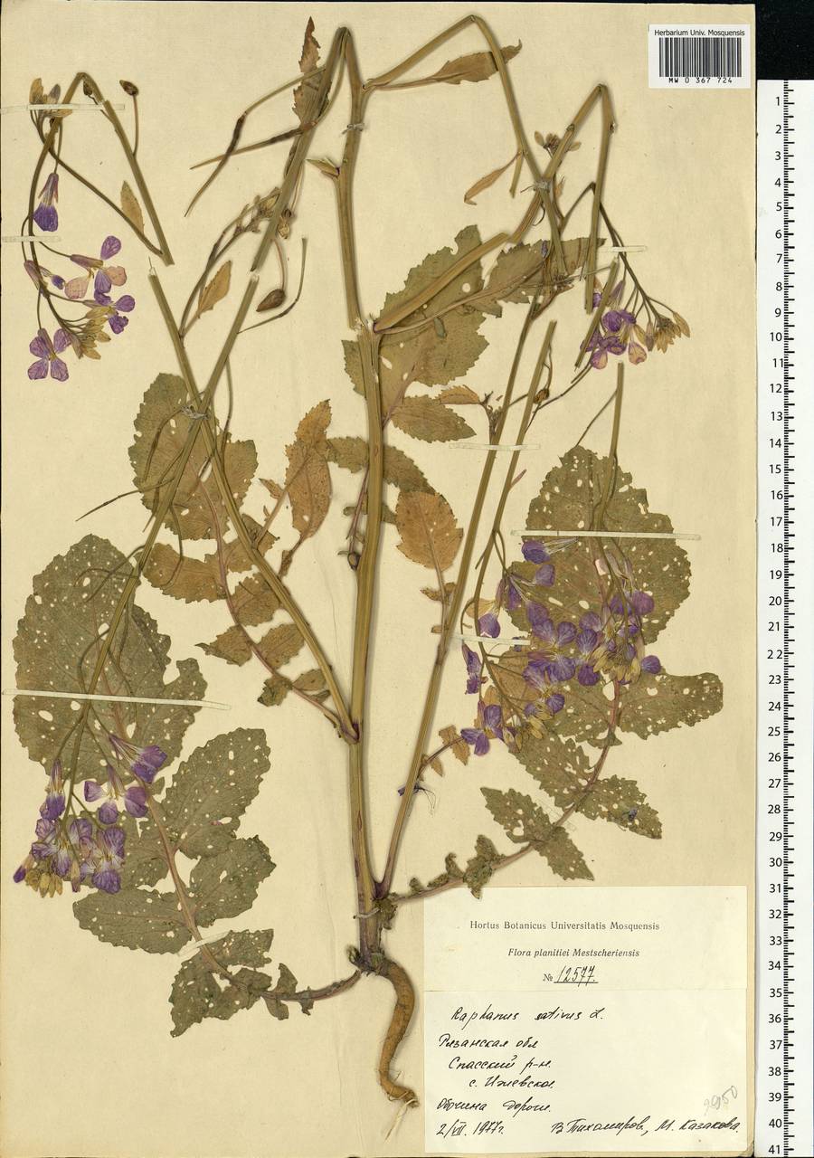 Raphanus sativus L., Eastern Europe, Central region (E4) (Russia)