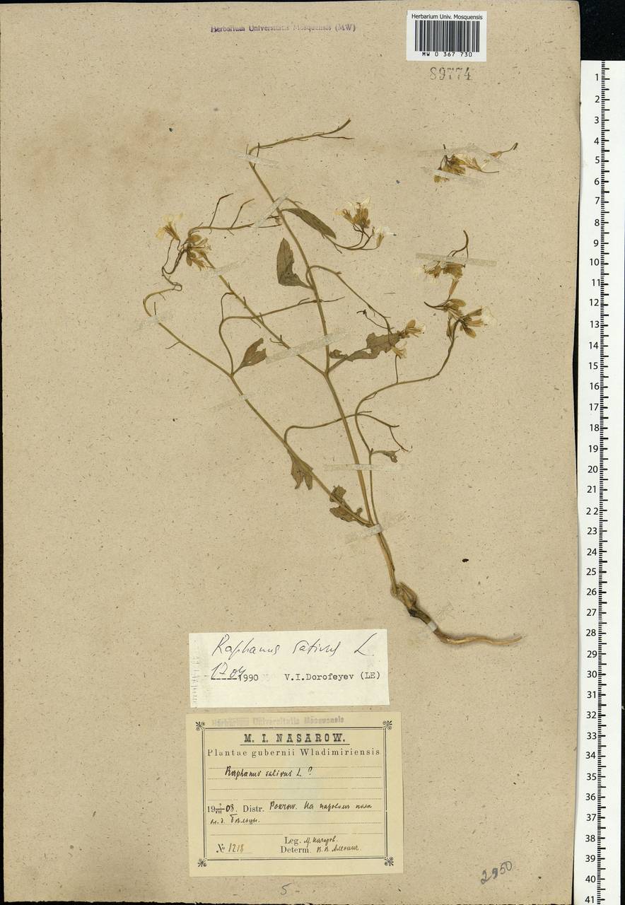 Raphanus sativus L., Eastern Europe, Central region (E4) (Russia)