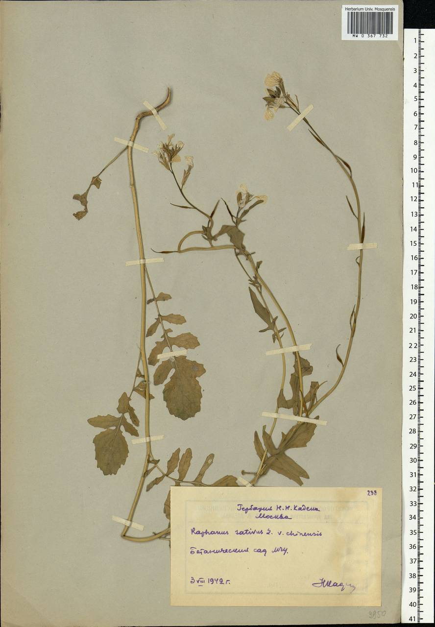 Raphanus sativus L., Eastern Europe, Moscow region (E4a) (Russia)