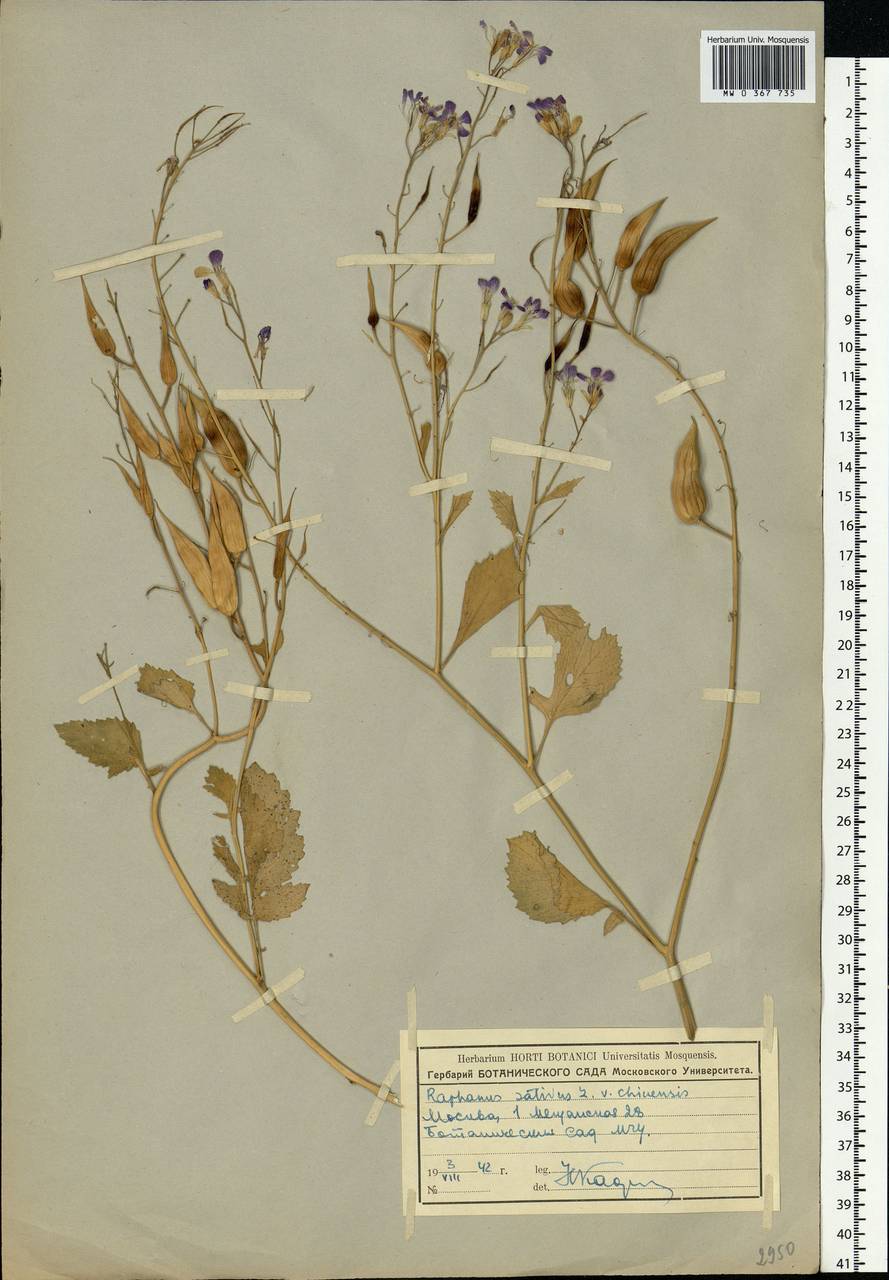 Raphanus sativus L., Eastern Europe, Moscow region (E4a) (Russia)