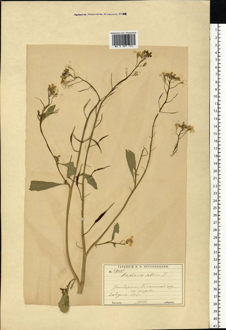 Raphanus sativus L., Eastern Europe, Moscow region (E4a) (Russia)