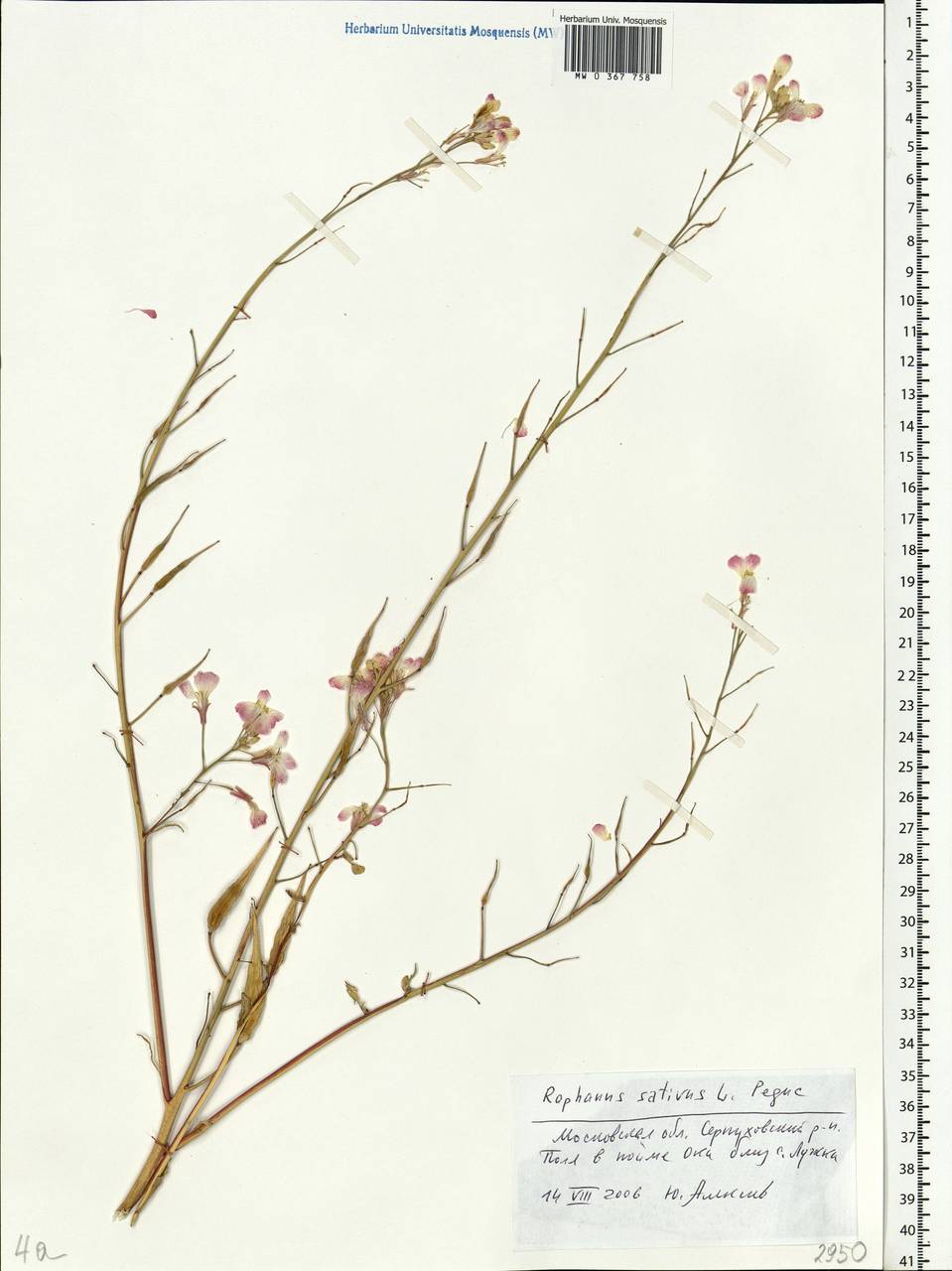 Raphanus sativus L., Eastern Europe, Moscow region (E4a) (Russia)
