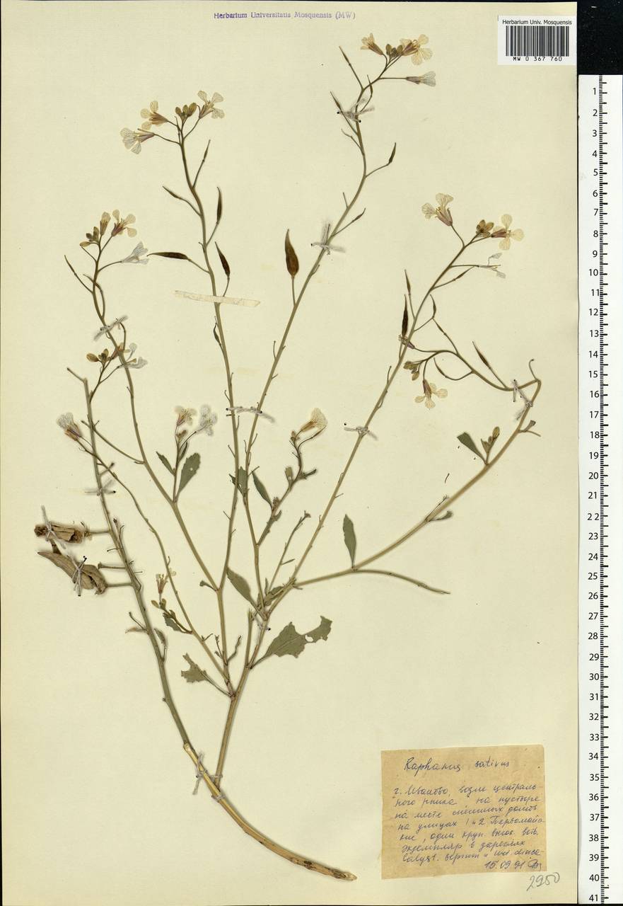 Raphanus sativus L., Eastern Europe, Central forest region (E5) (Russia)