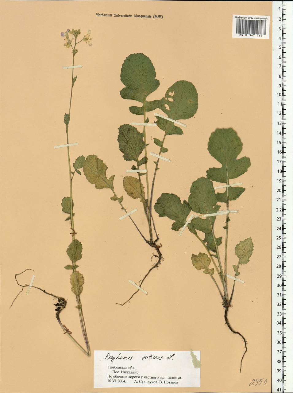 Raphanus sativus L., Eastern Europe, Central forest-and-steppe region (E6) (Russia)