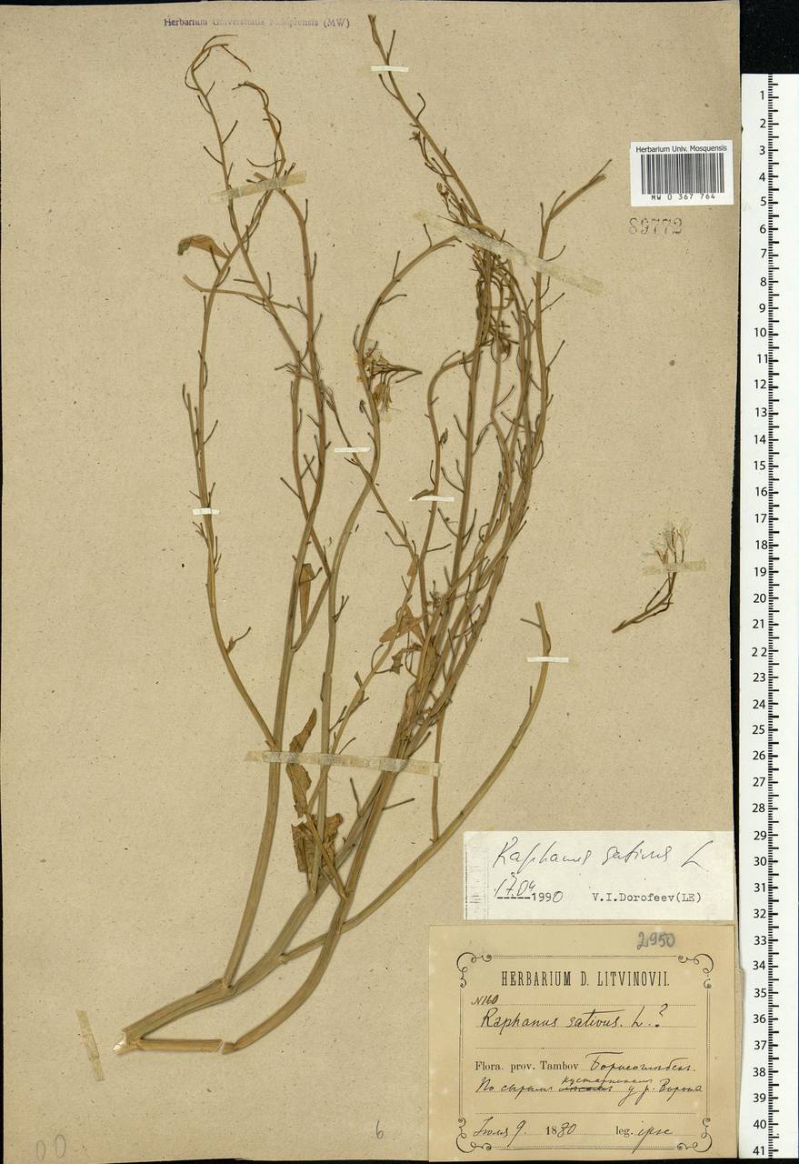 Raphanus sativus L., Eastern Europe, Central forest-and-steppe region (E6) (Russia)