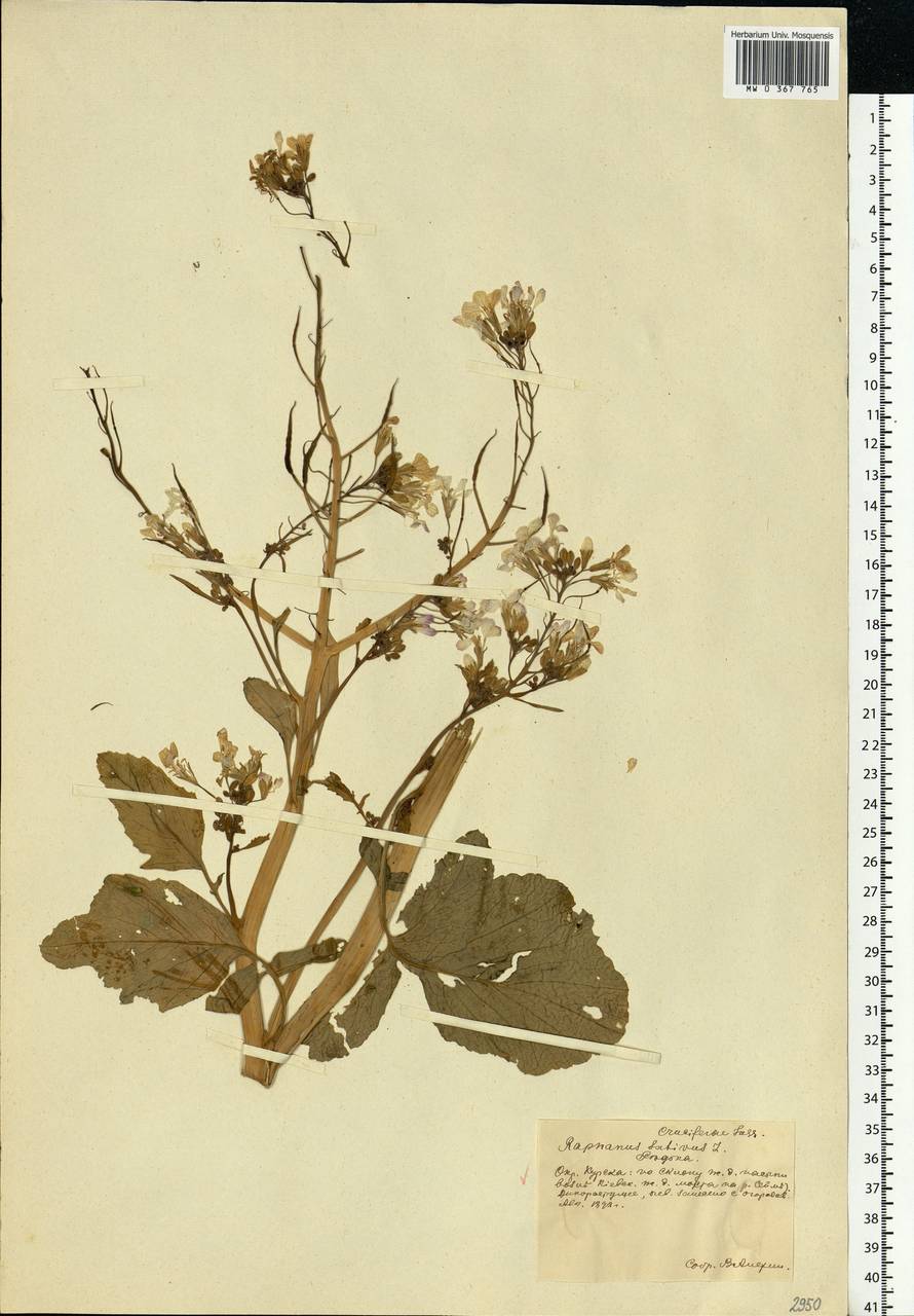 Raphanus sativus L., Eastern Europe, Central forest-and-steppe region (E6) (Russia)