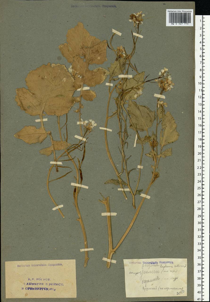 Raphanus sativus L., Eastern Europe, Eastern region (E10) (Russia)