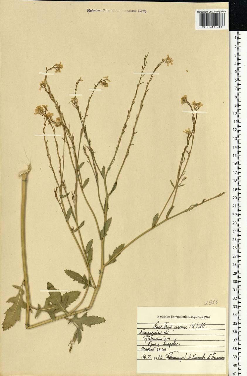 Rapistrum perenne (L.) All., Eastern Europe, Central forest-and-steppe region (E6) (Russia)
