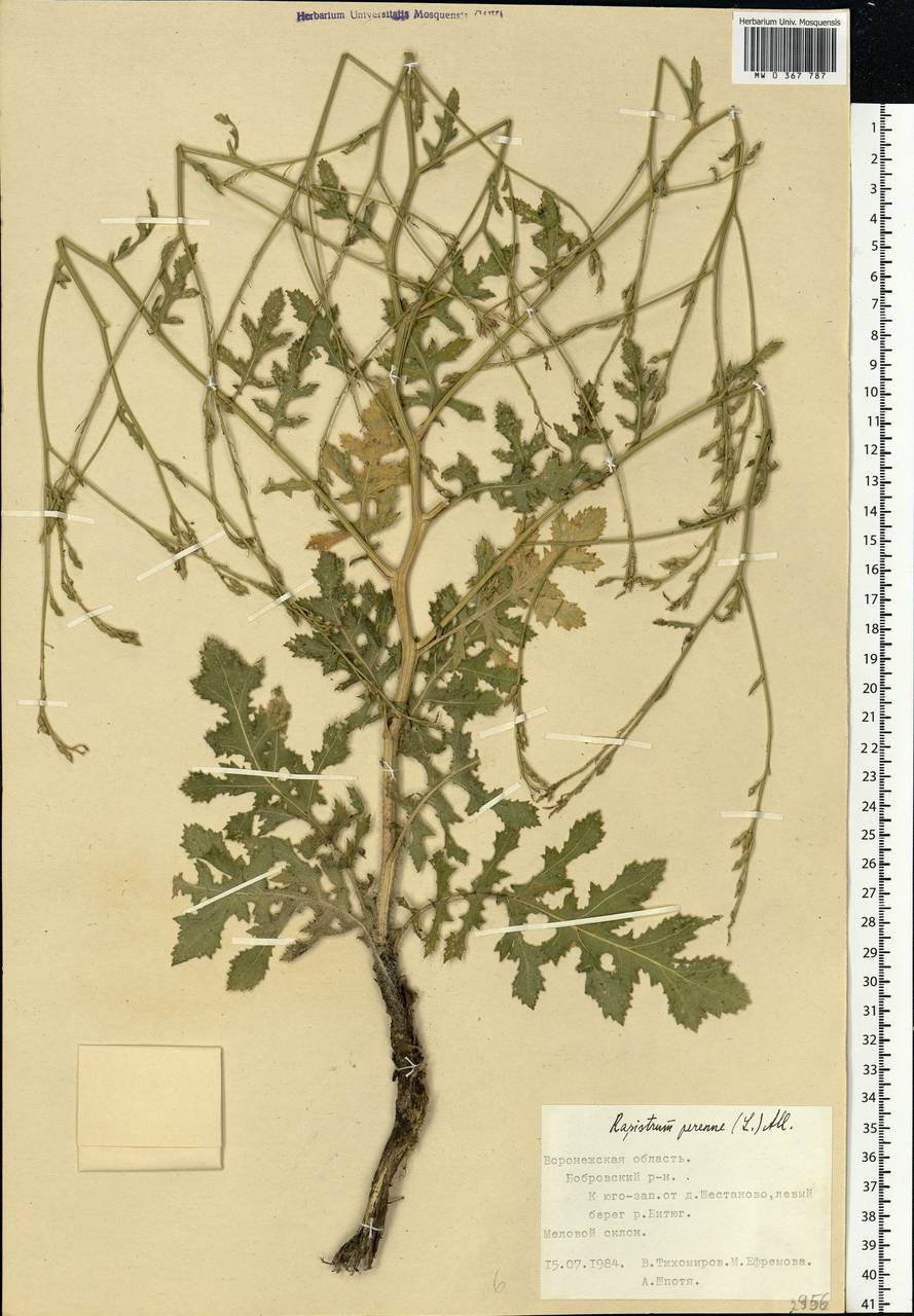Rapistrum perenne (L.) All., Eastern Europe, Central forest-and-steppe region (E6) (Russia)