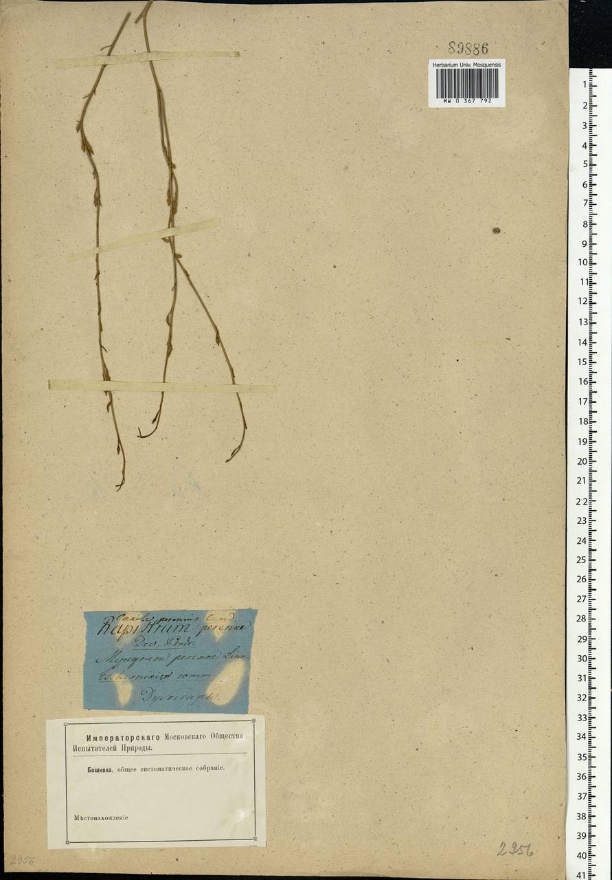 Rapistrum perenne (L.) All., Eastern Europe, Moldova (E13a) (Moldova)