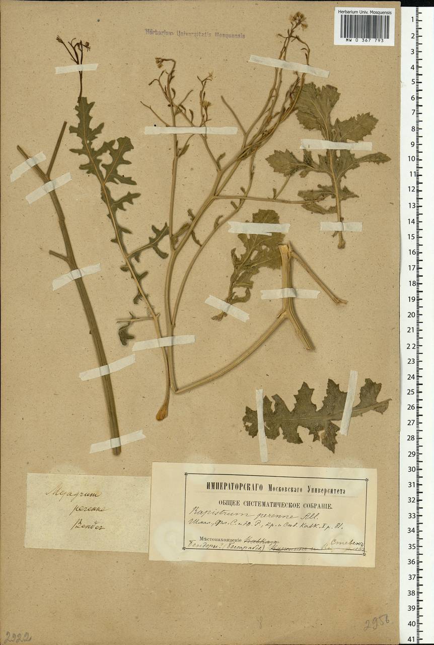 Rapistrum perenne (L.) All., Eastern Europe, Moldova (E13a) (Moldova)
