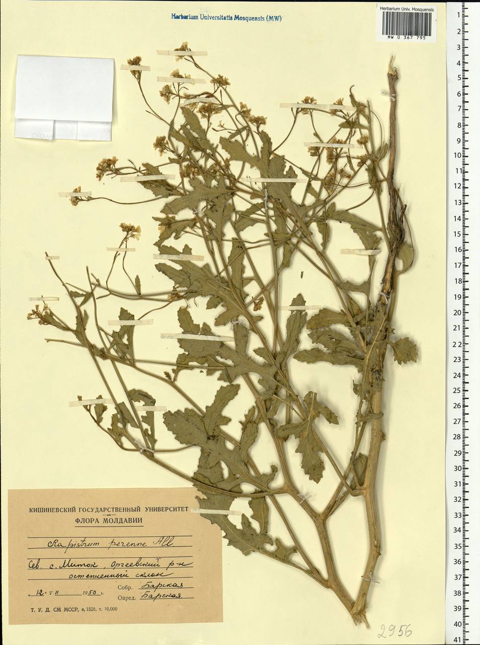 Rapistrum perenne (L.) All., Eastern Europe, Moldova (E13a) (Moldova)