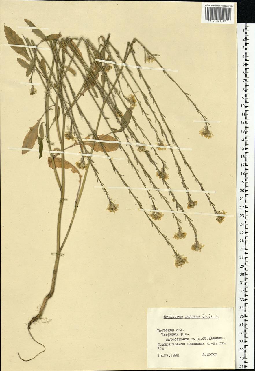 Rapistrum rugosum (L.) All., Eastern Europe, North-Western region (E2) (Russia)