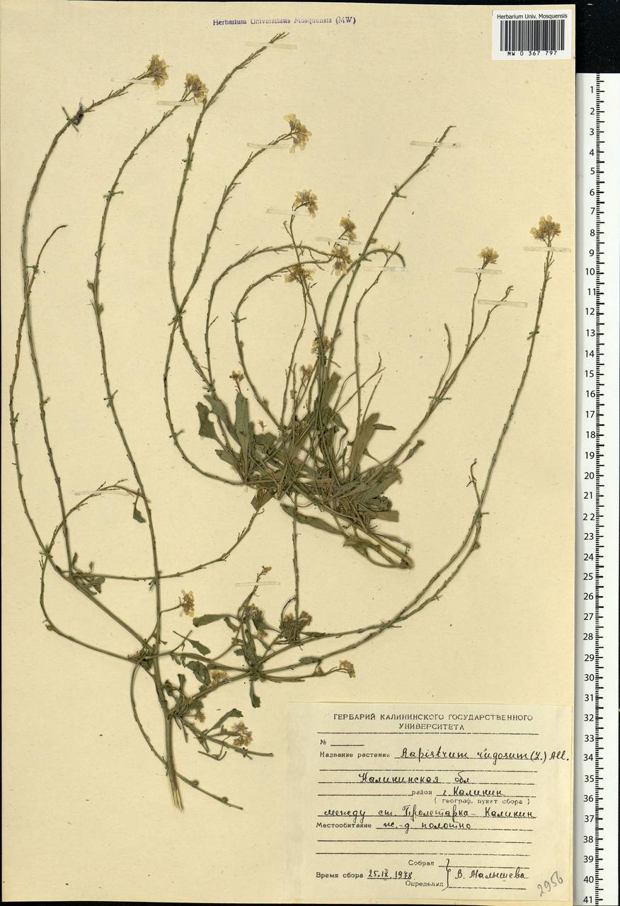 Rapistrum rugosum (L.) All., Eastern Europe, North-Western region (E2) (Russia)