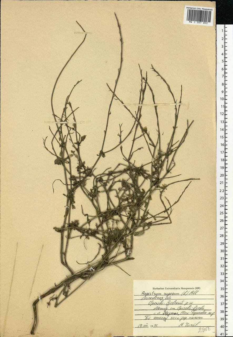 Rapistrum rugosum (L.) All., Eastern Europe, Moscow region (E4a) (Russia)