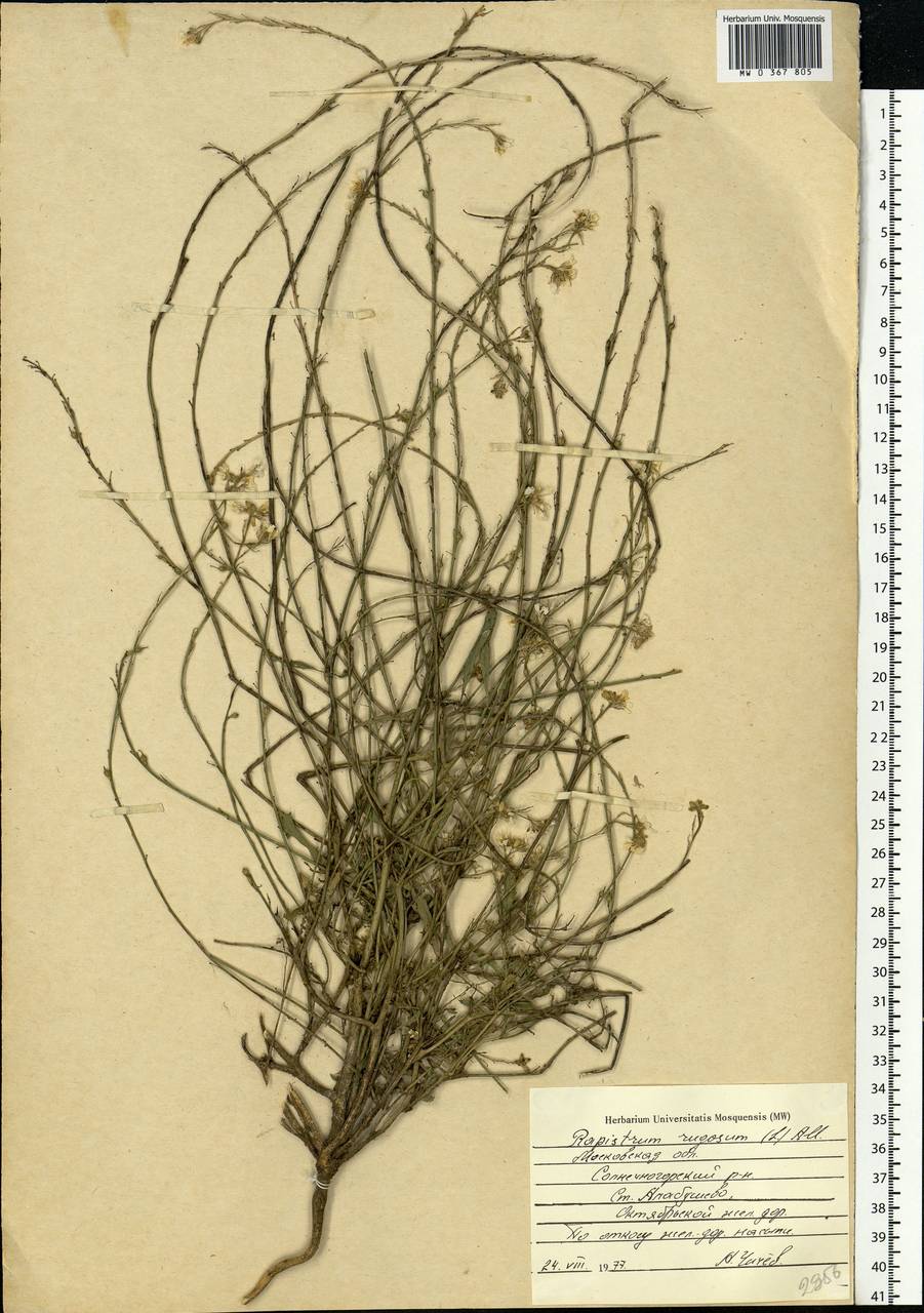Rapistrum rugosum (L.) All., Eastern Europe, Moscow region (E4a) (Russia)