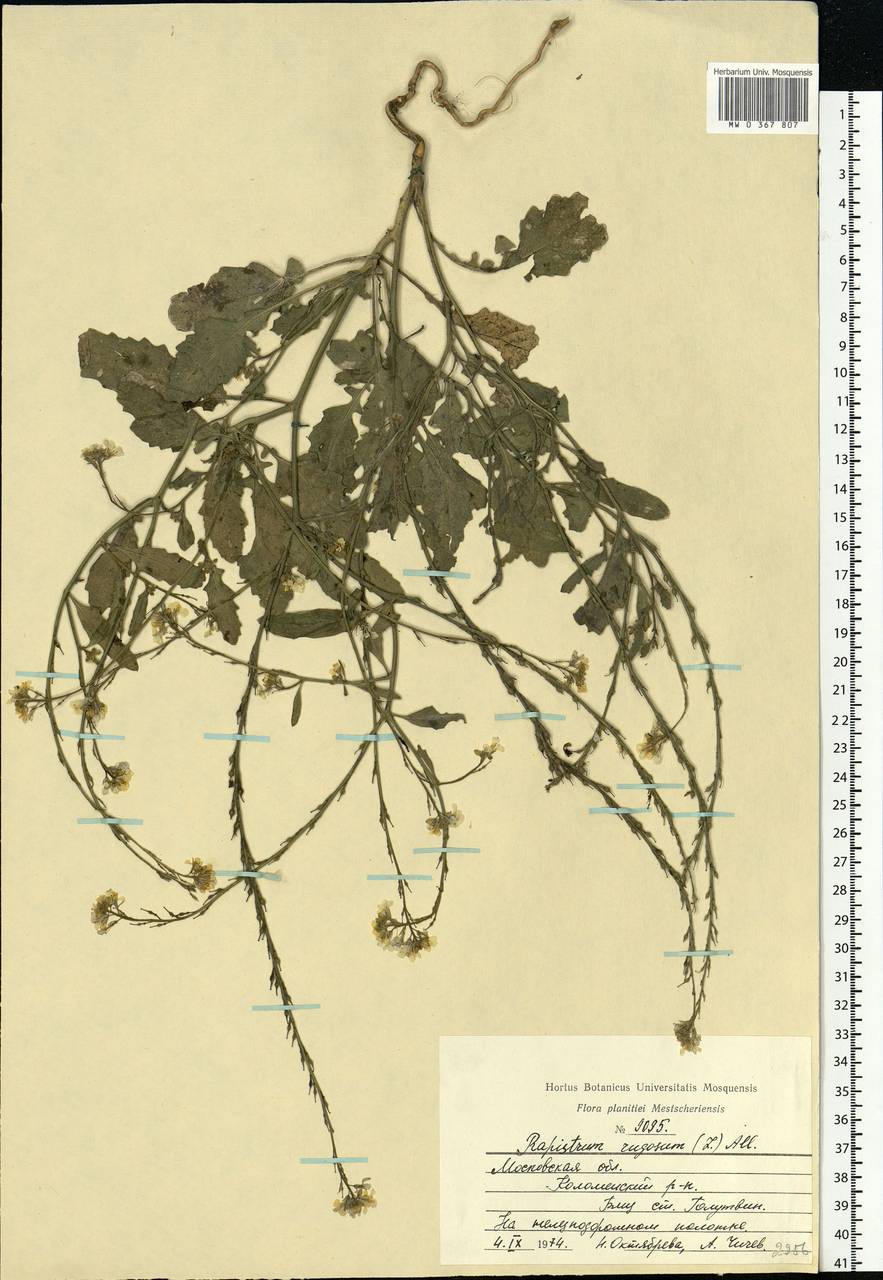 Rapistrum rugosum (L.) All., Eastern Europe, Moscow region (E4a) (Russia)