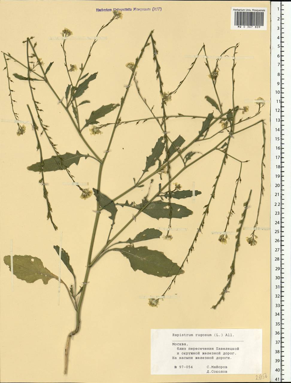 Rapistrum rugosum (L.) All., Eastern Europe, Moscow region (E4a) (Russia)