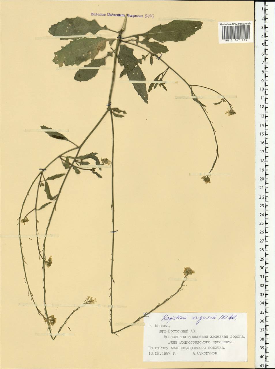 Rapistrum rugosum (L.) All., Eastern Europe, Moscow region (E4a) (Russia)