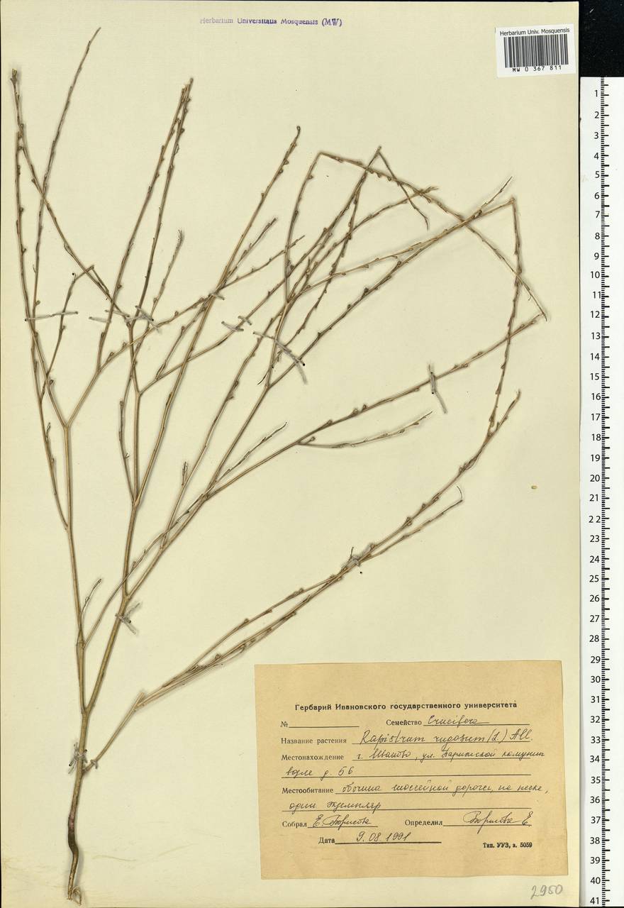 Rapistrum rugosum (L.) All., Eastern Europe, Central forest region (E5) (Russia)