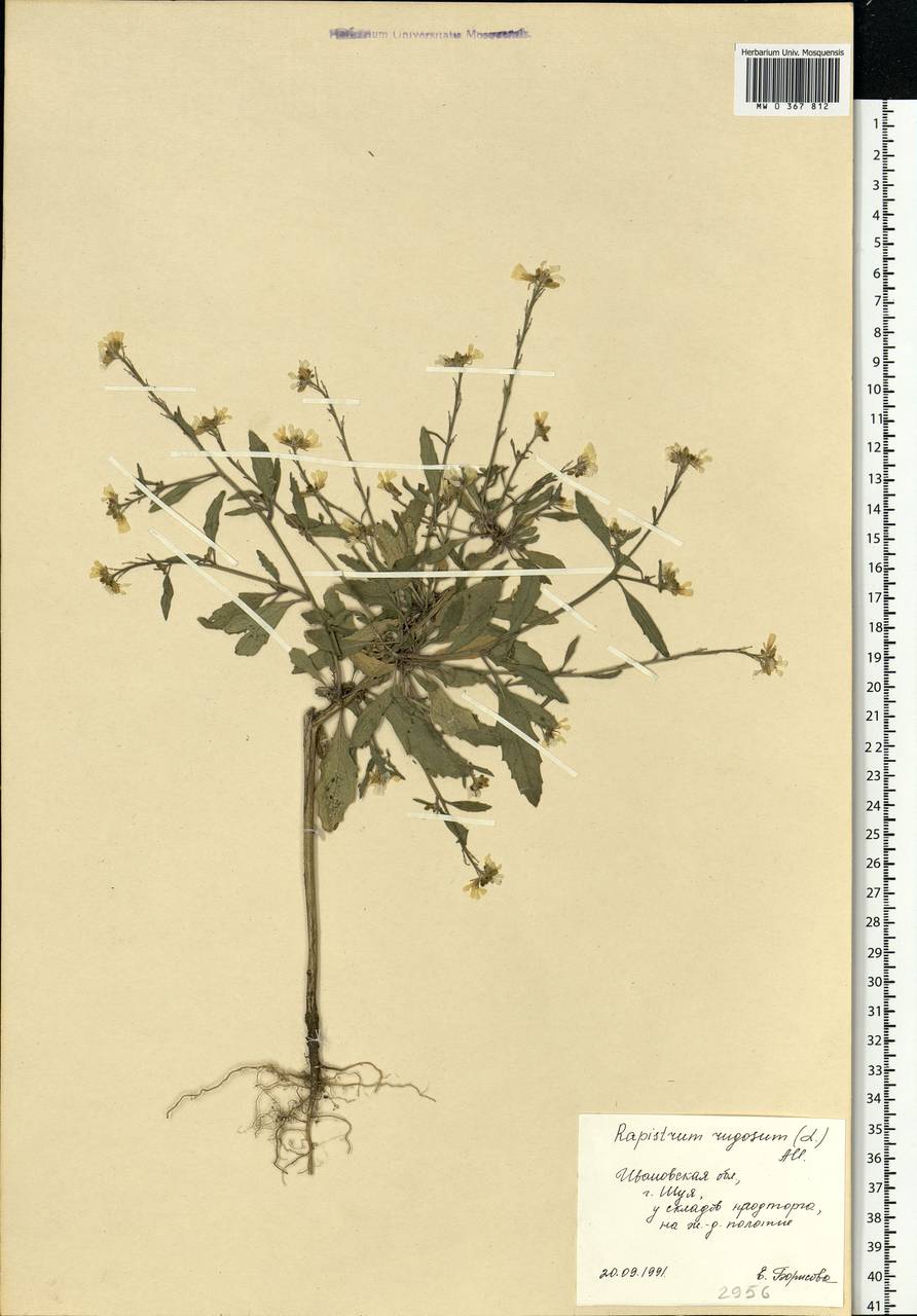Rapistrum rugosum (L.) All., Eastern Europe, Central forest region (E5) (Russia)