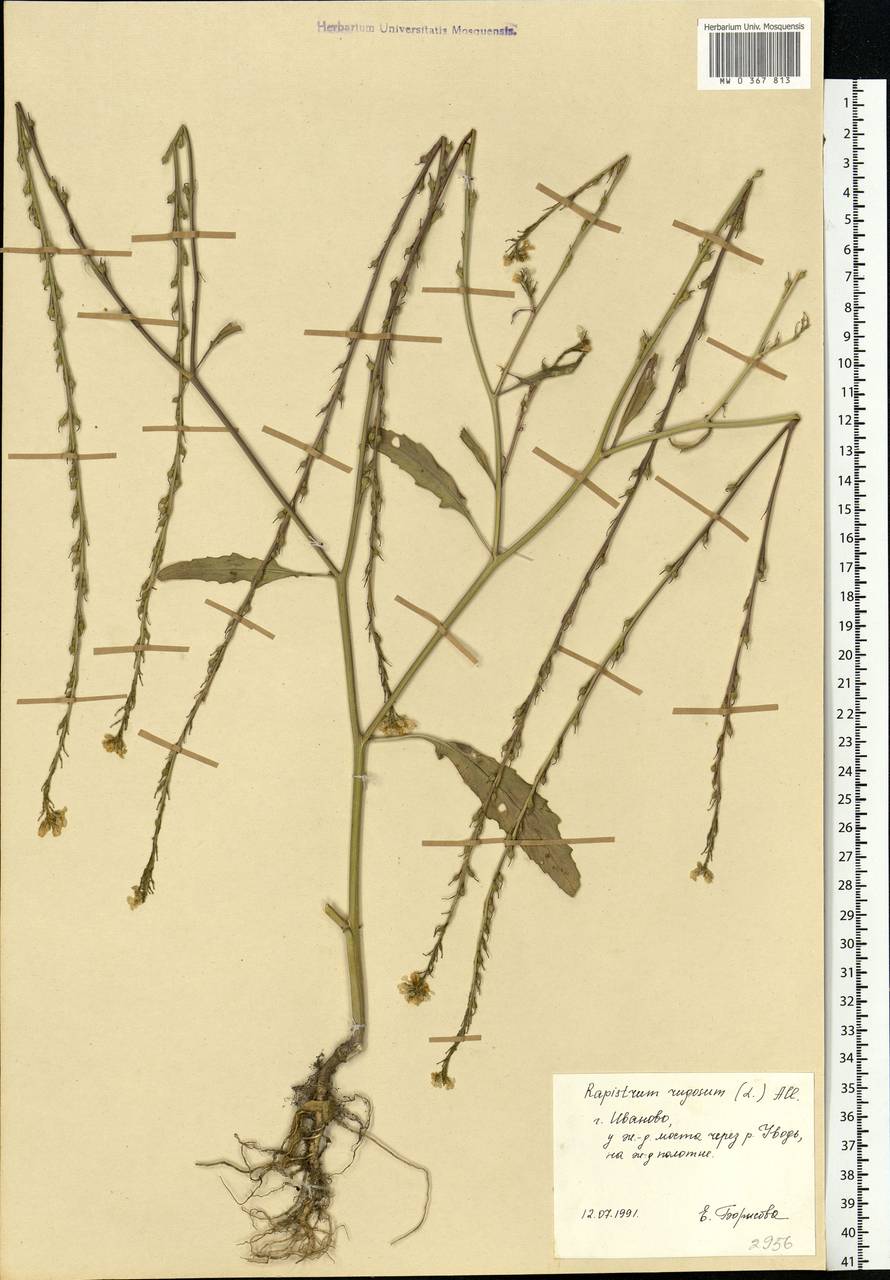 Rapistrum rugosum (L.) All., Eastern Europe, Central forest region (E5) (Russia)