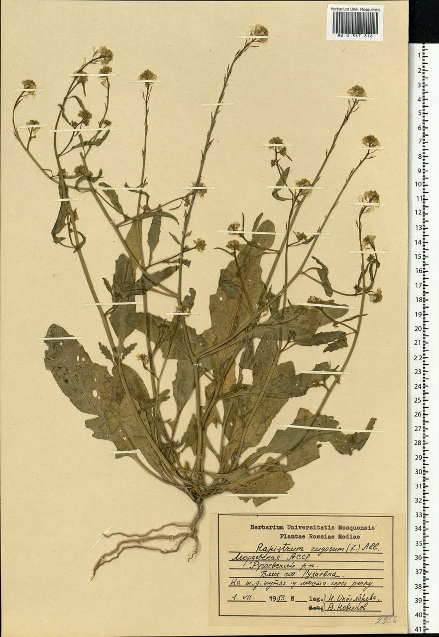 Rapistrum rugosum (L.) All., Eastern Europe, Middle Volga region (E8) (Russia)