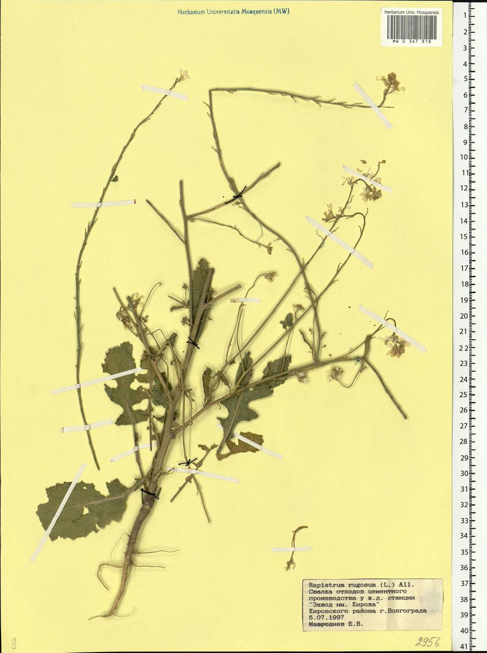Rapistrum rugosum (L.) All., Eastern Europe, Lower Volga region (E9) (Russia)