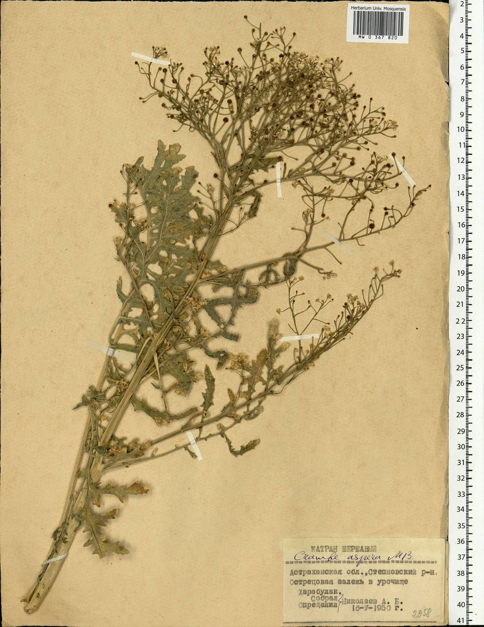 Crambe gibberosa Rupr., Eastern Europe, Lower Volga region (E9) (Russia)