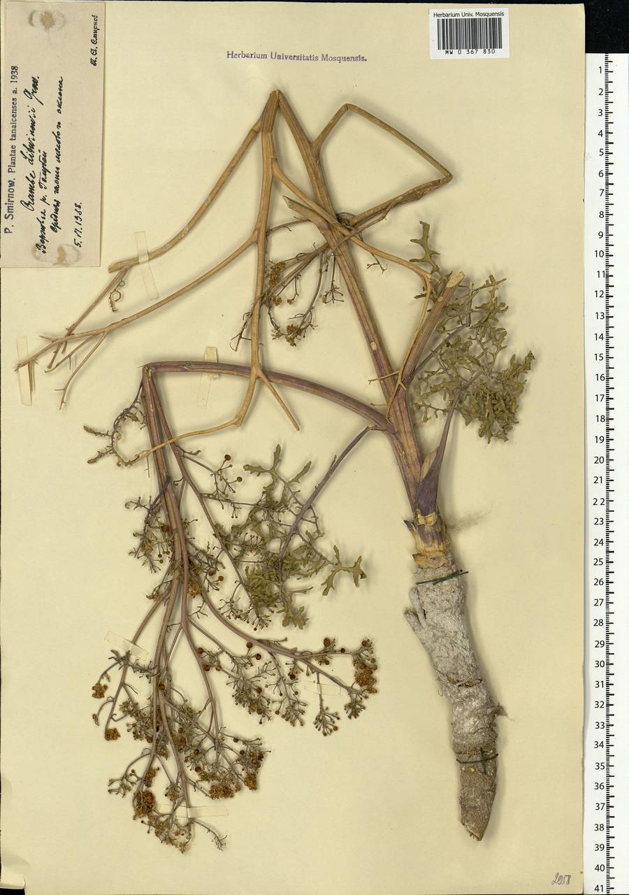 Crambe gibberosa Rupr., Eastern Europe, Lower Volga region (E9) (Russia)